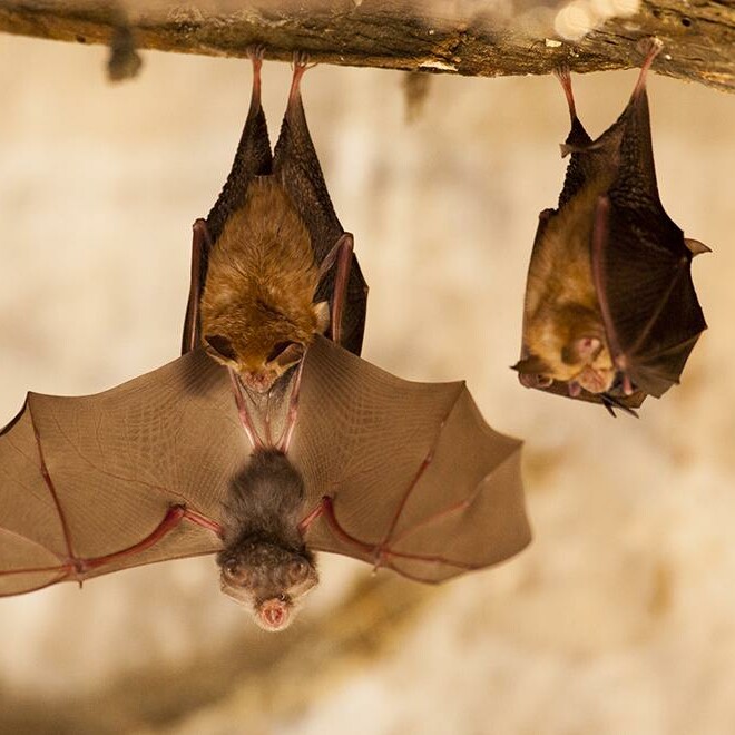 Les chauve-souris du Fort