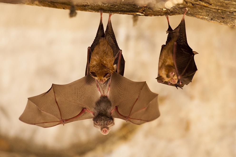 Les chauve-souris du Fort